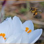 Lecker Pollen