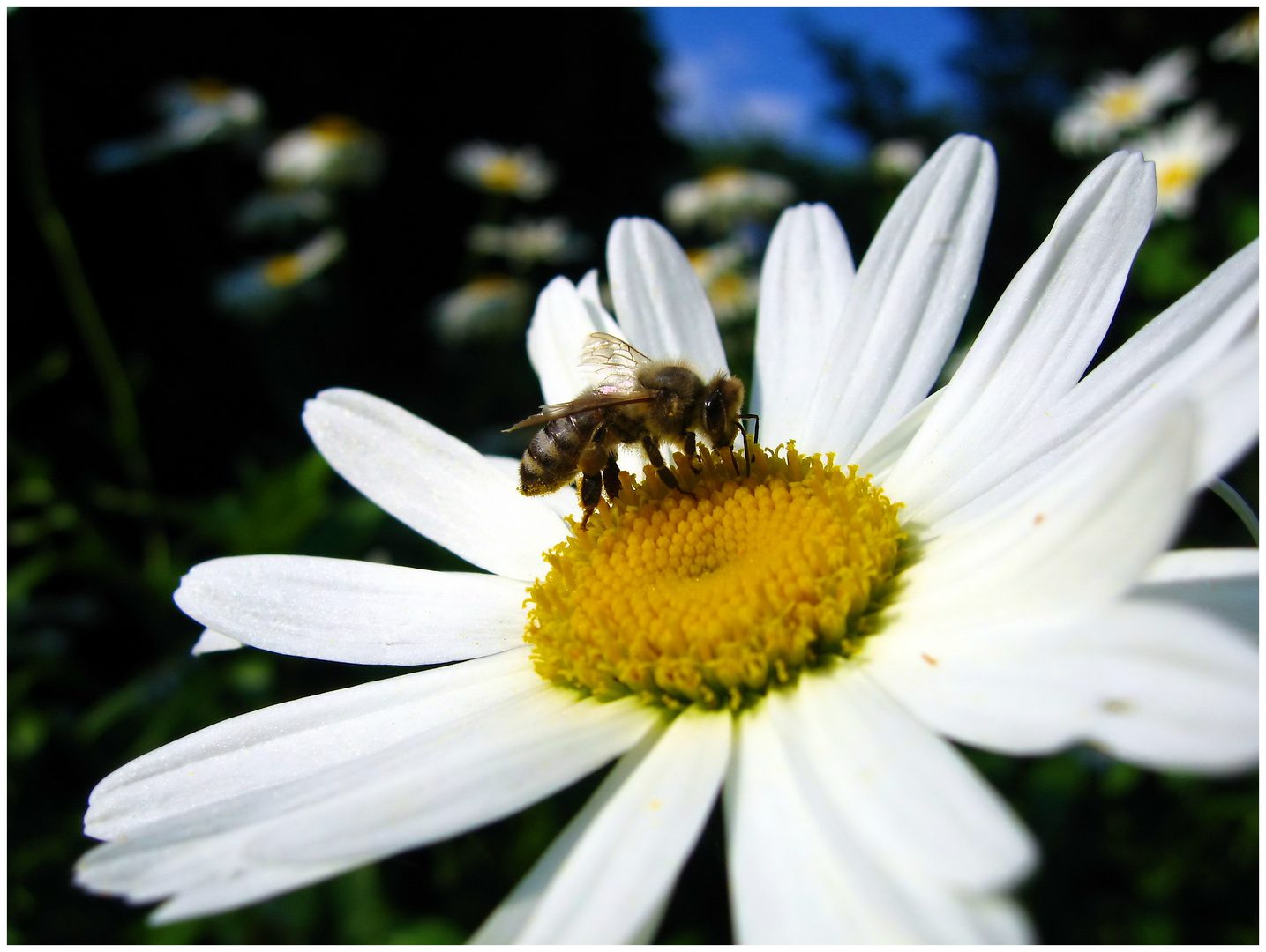 - Lecker Pollen -