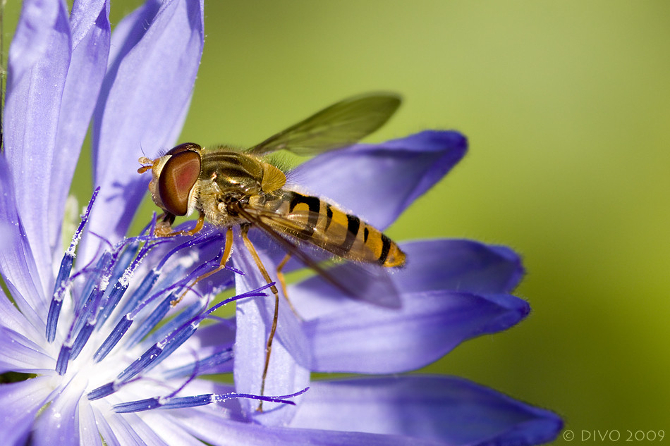 Lecker Pollen