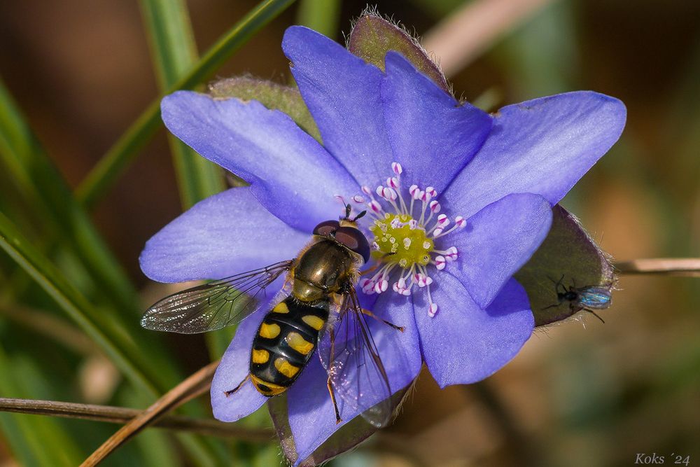 Lecker Pollen