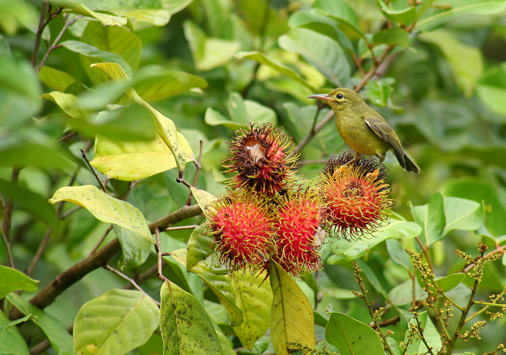 Lecker Rambutan