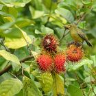 Lecker Rambutan