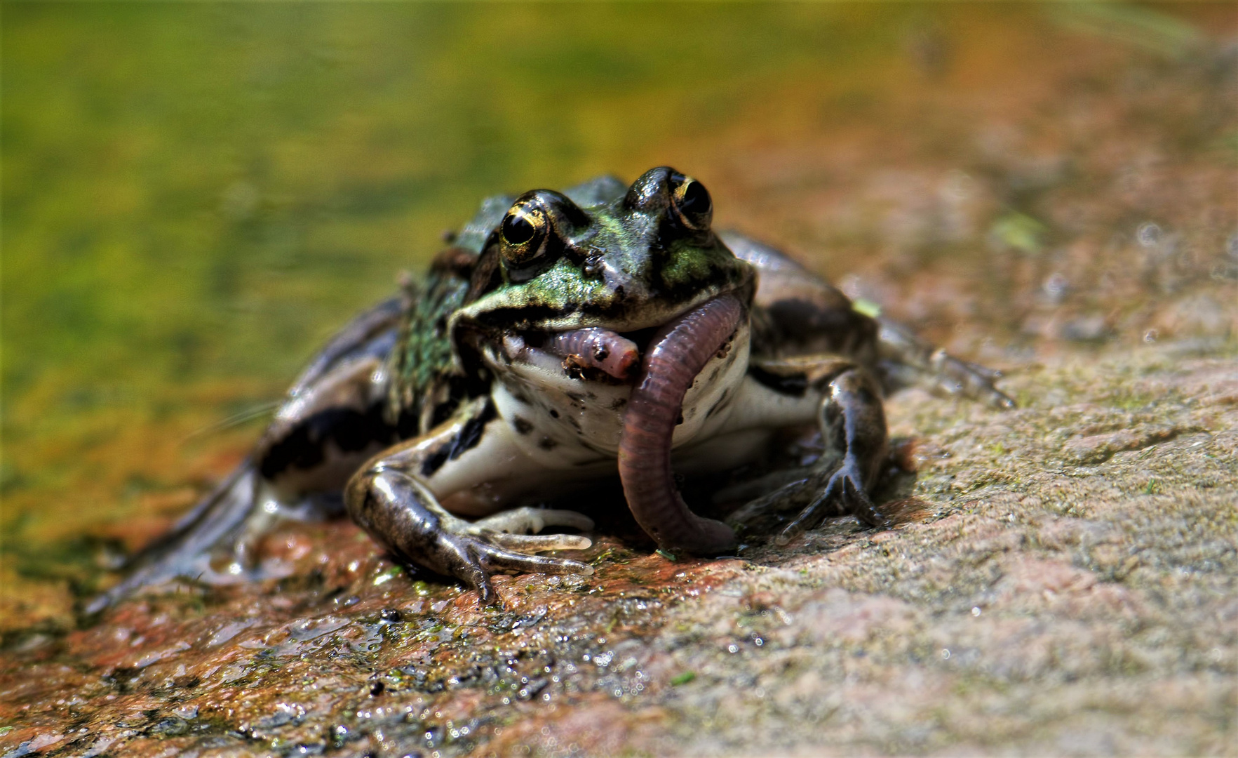 lecker Regenwurm ...