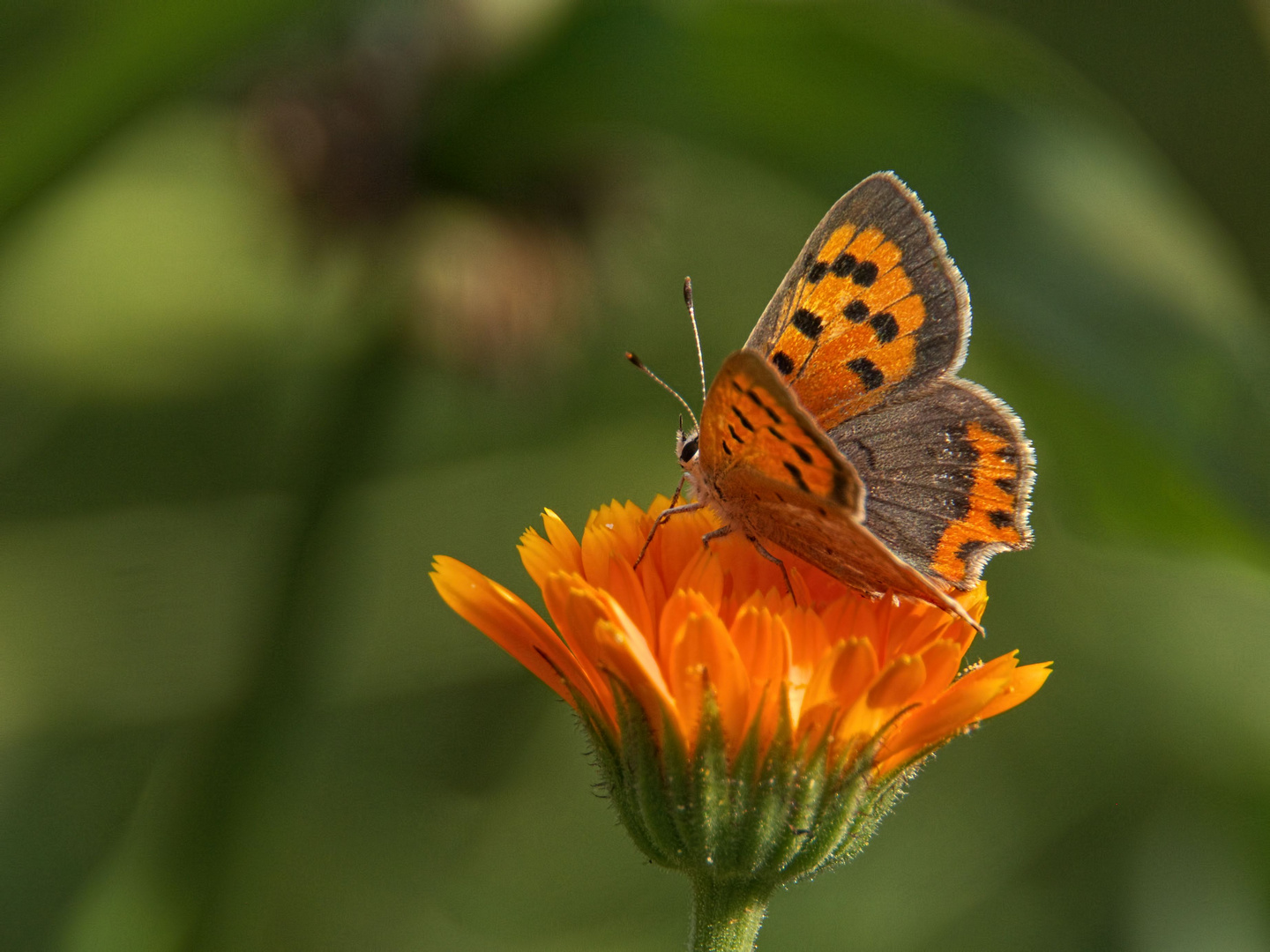 lecker Ringelblume