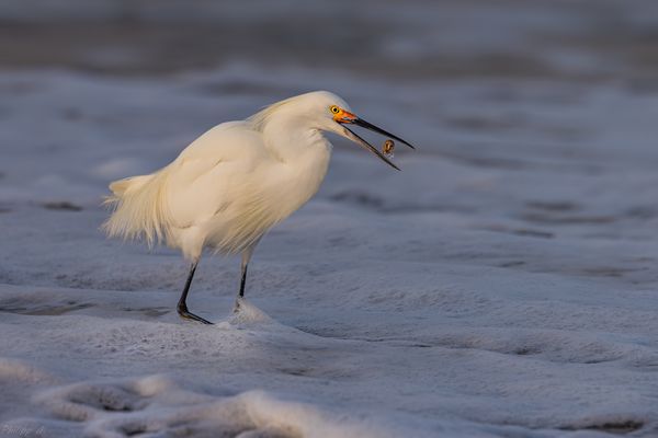 Lecker Röllchen feiner Delikatessen…