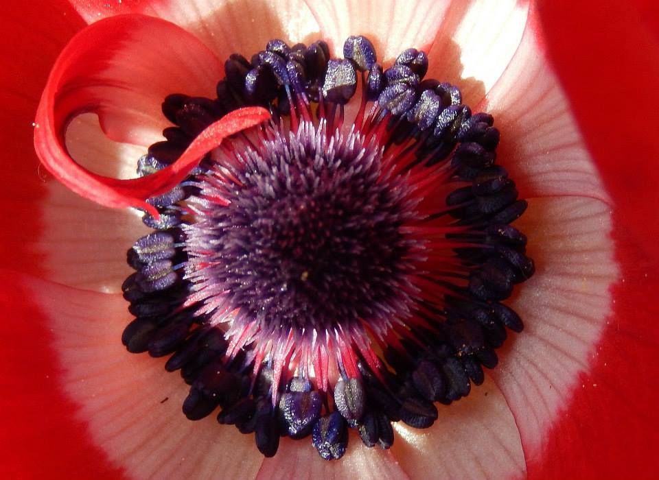 lecker *** rote Anemone