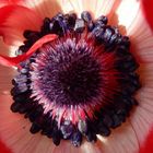 lecker *** rote Anemone