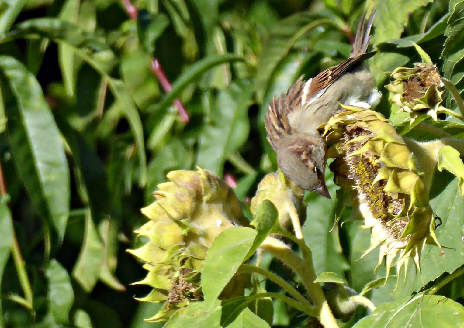 Lecker sagt der Spatz