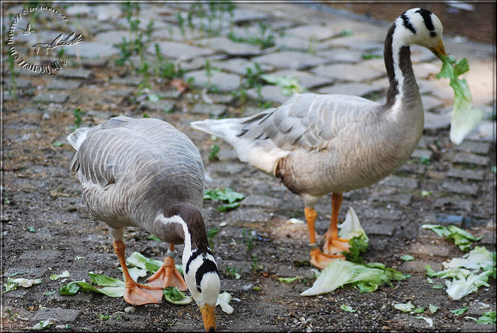 Lecker Salat