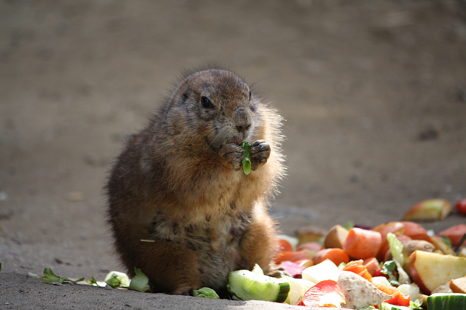 lecker Salat