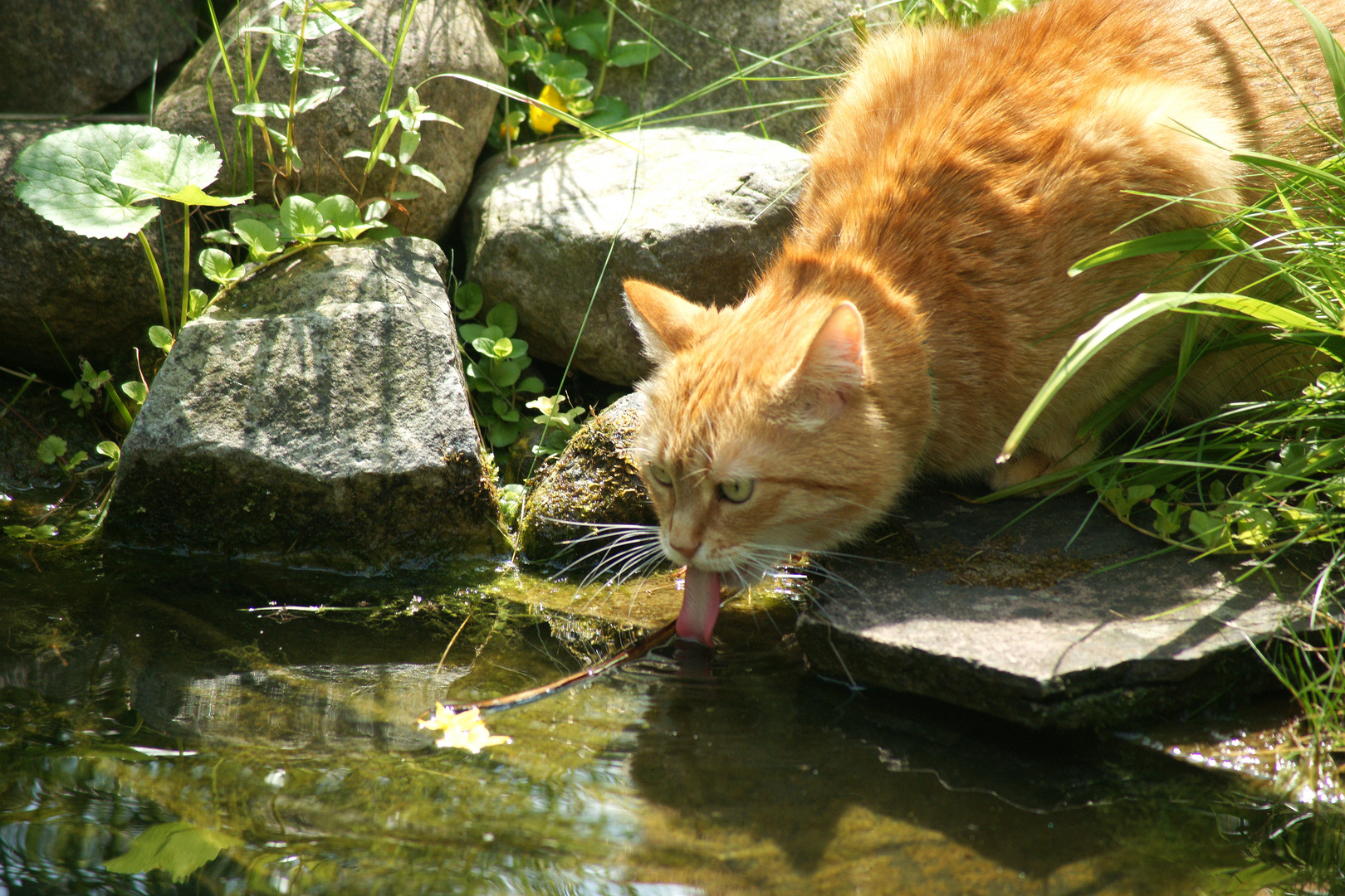 Lecker schlecker