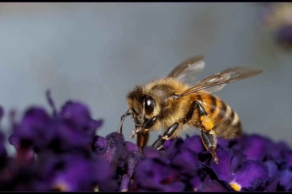 Lecker schmecker