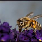 Lecker schmecker