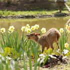 lecker schmecker Blümchen