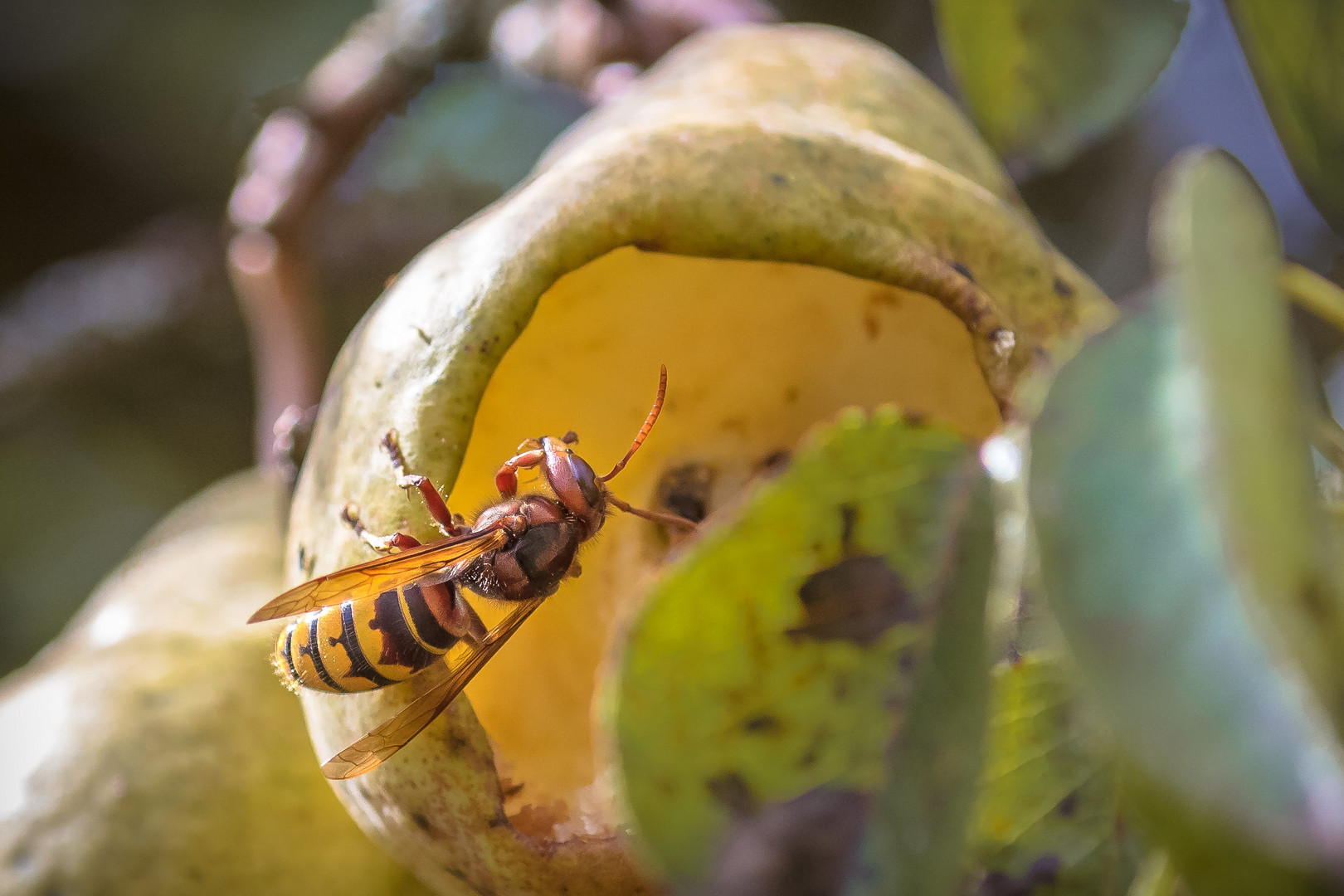 lecker schmecker