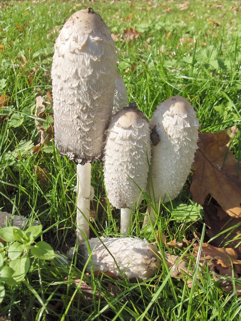 Lecker Schmecker Foto &amp; Bild | pflanzen, pilze &amp; flechten, pilze ...