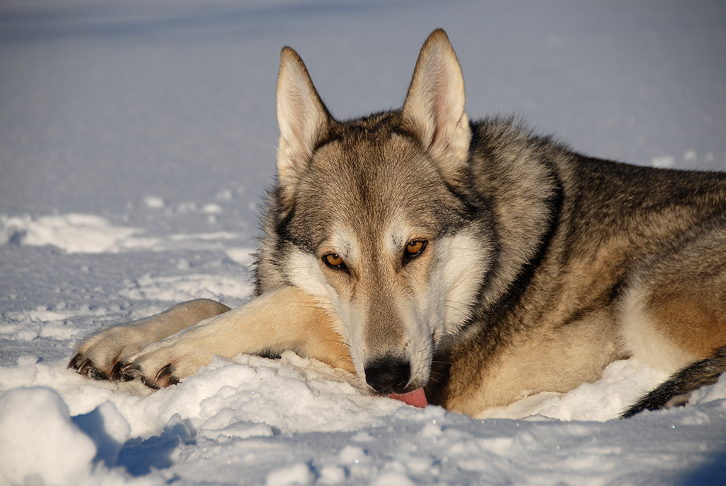 lecker Schnee...