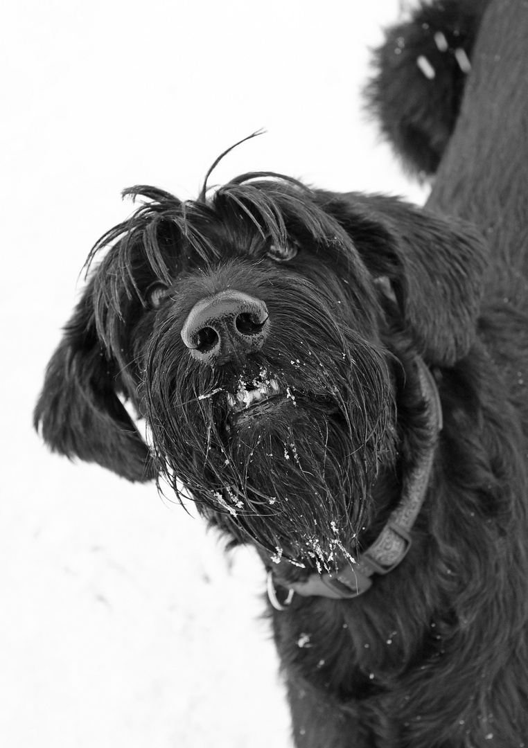 ...lecker Schnee ;-) - Riesenschnautzer