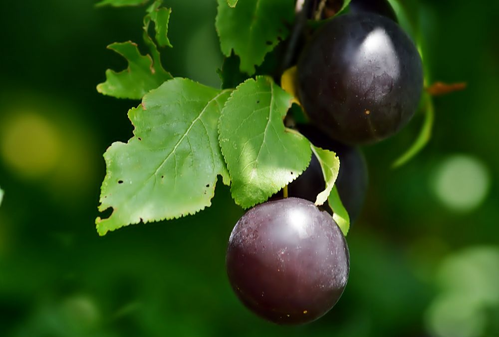 ~~~ lecker + selten = *Zibärtli* ~~~