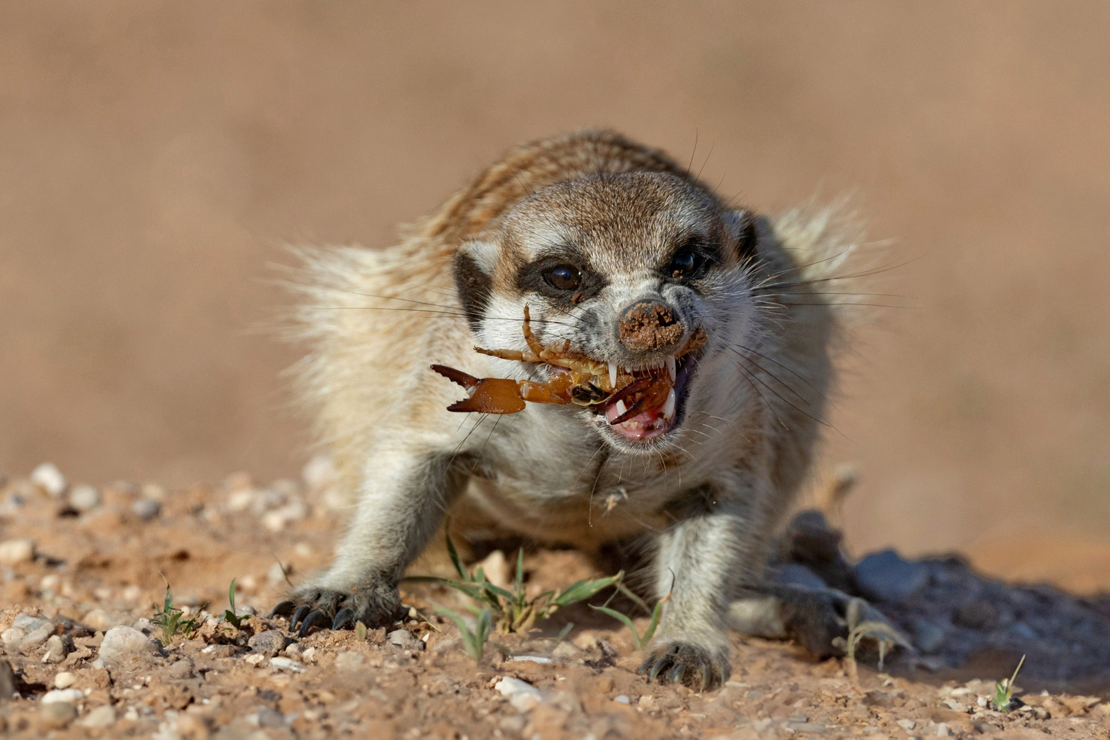 Lecker Skorpion