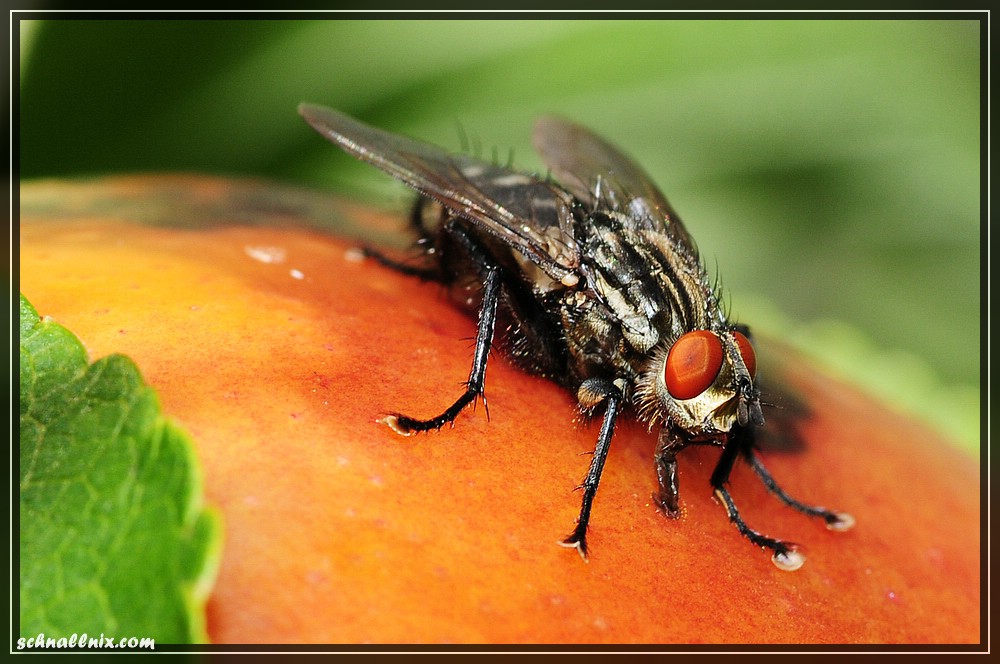 lecker so ein Apfel