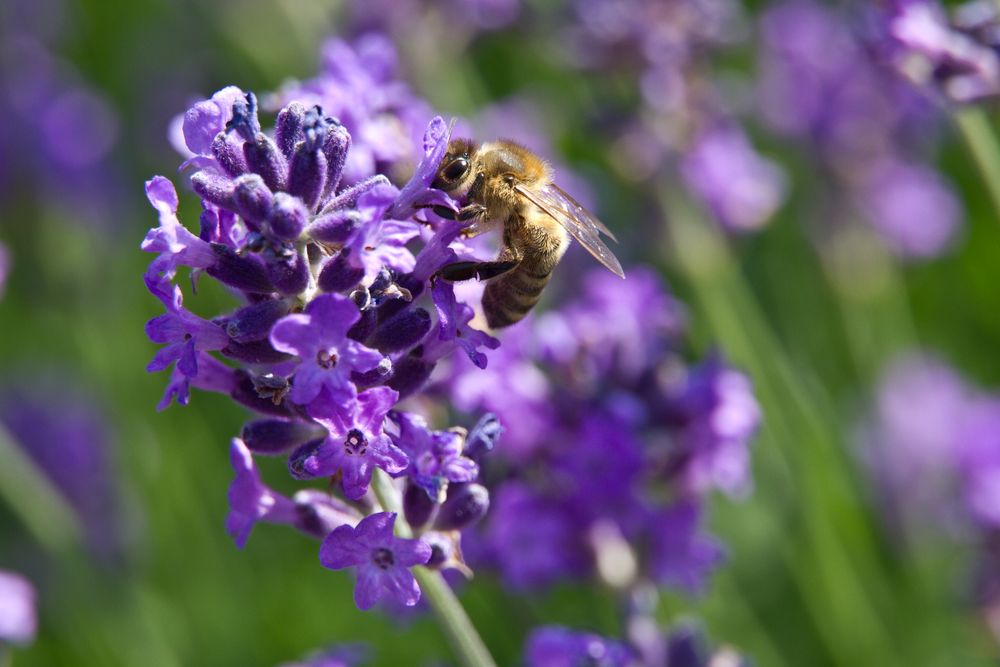 lecker Sommer Lavendel