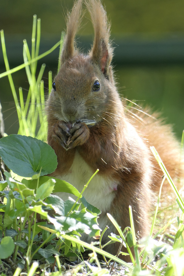 "Lecker Sonnenblumenkerne...!"