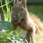 "Lecker Sonnenblumenkerne...!"