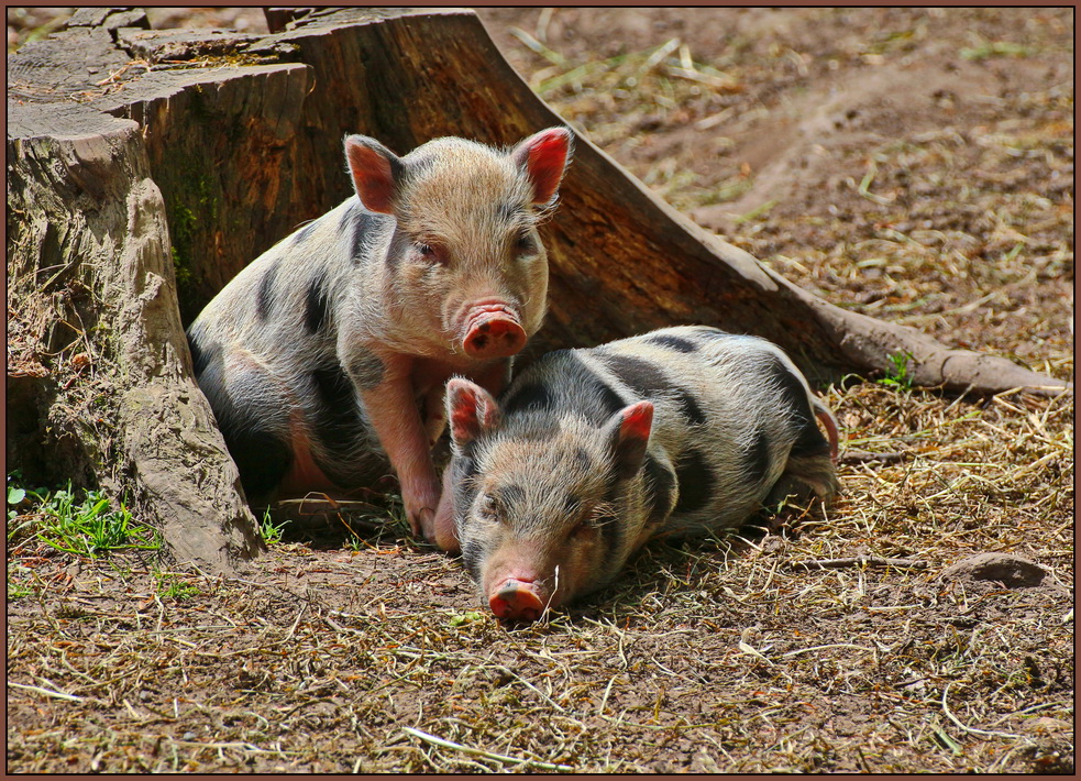 Lecker Spanferkel