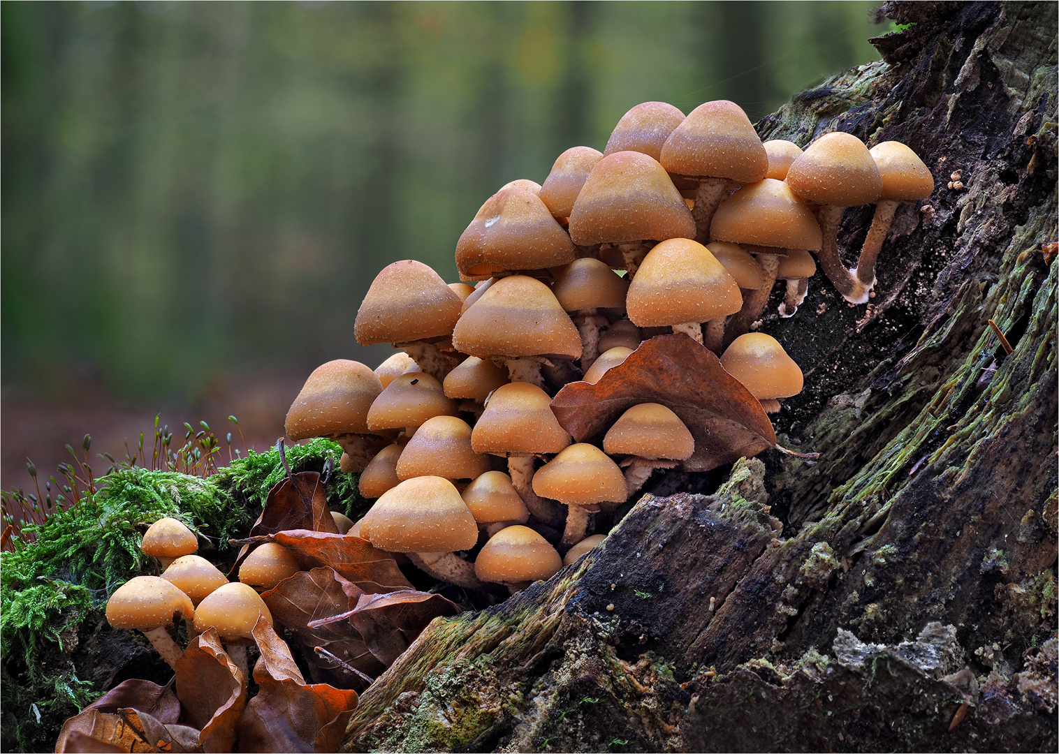 Lecker Stockschwämmchen