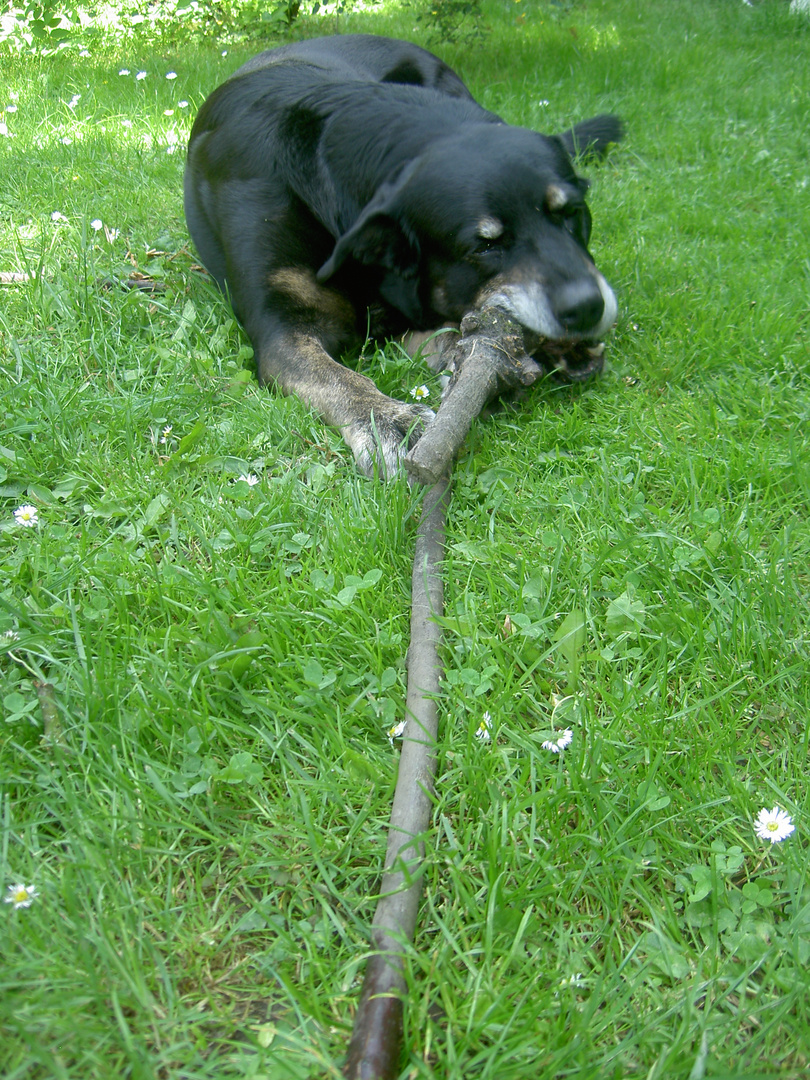 Lecker Stöckchen!