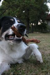 Lecker Stöckchen