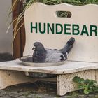 lecker Täubchen an Wasser