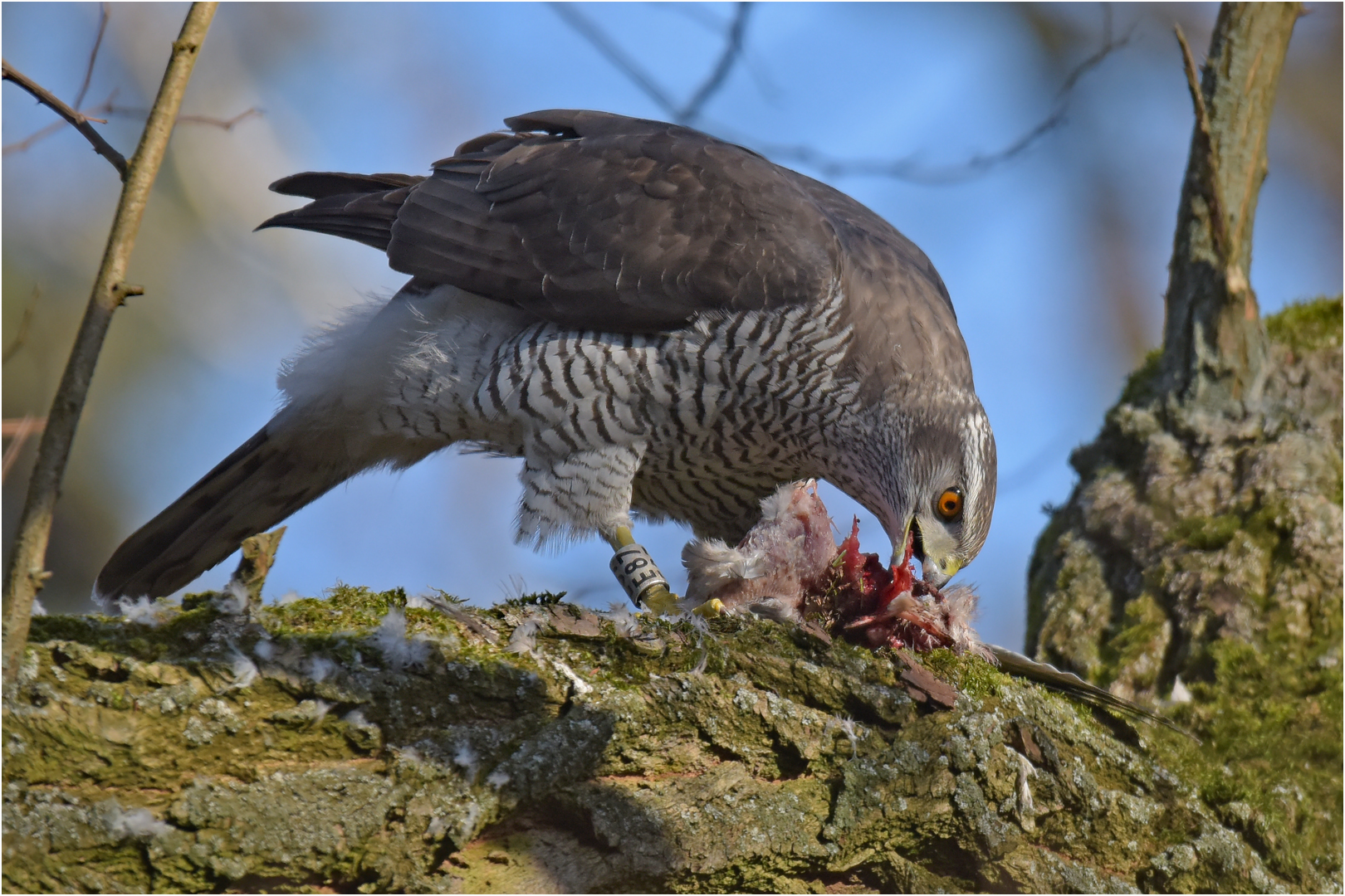 Lecker Taube