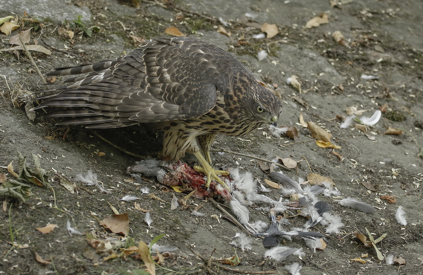 Lecker Taube