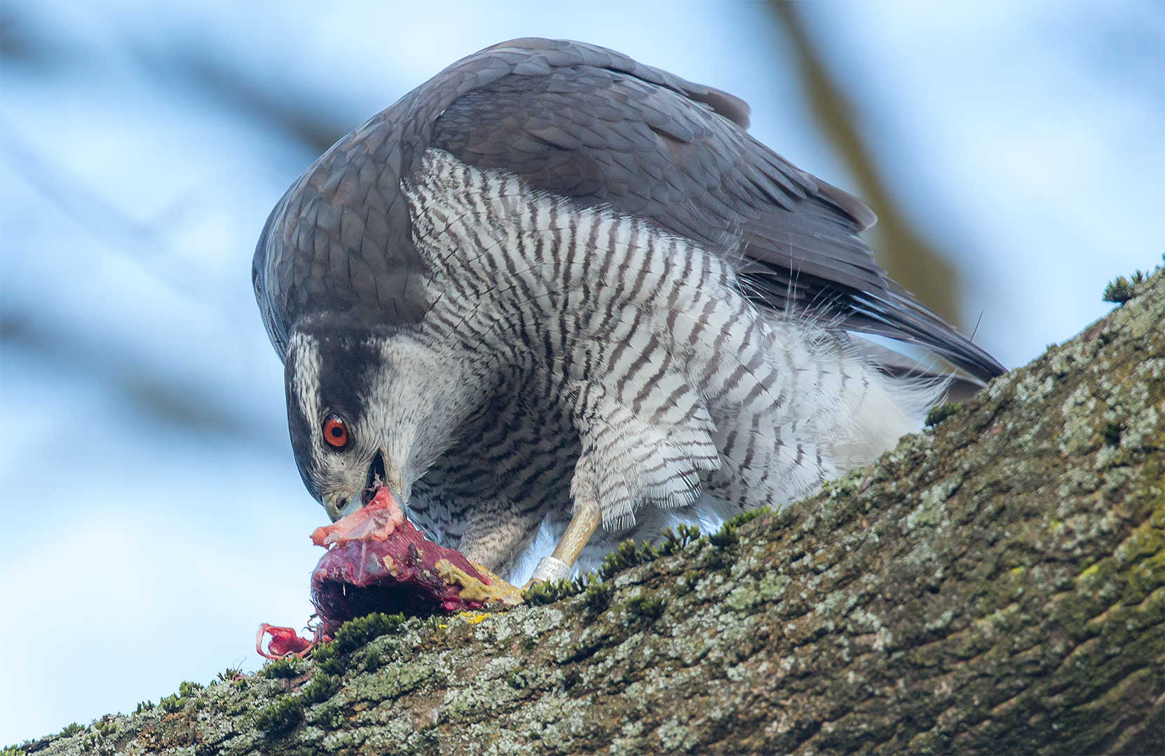 Lecker Taube