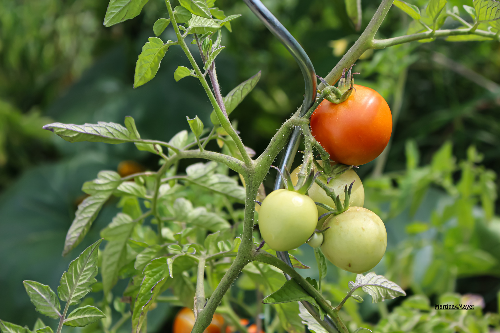 @lecker Tomaten