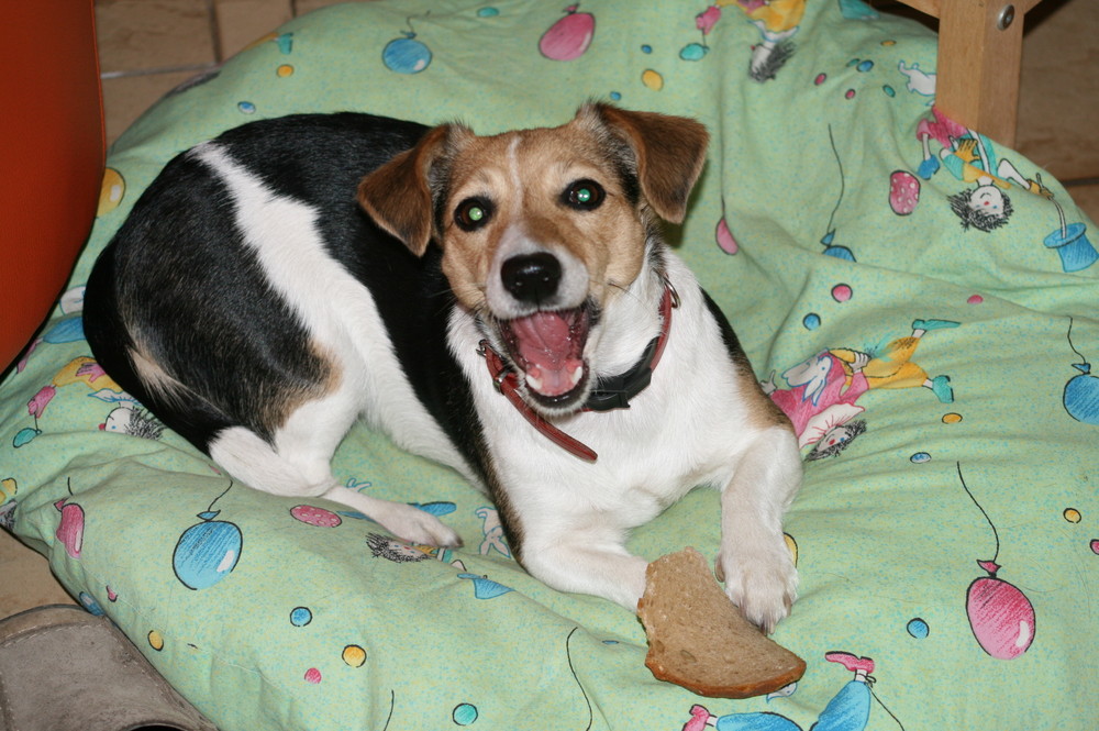 Lecker trockenes Brot