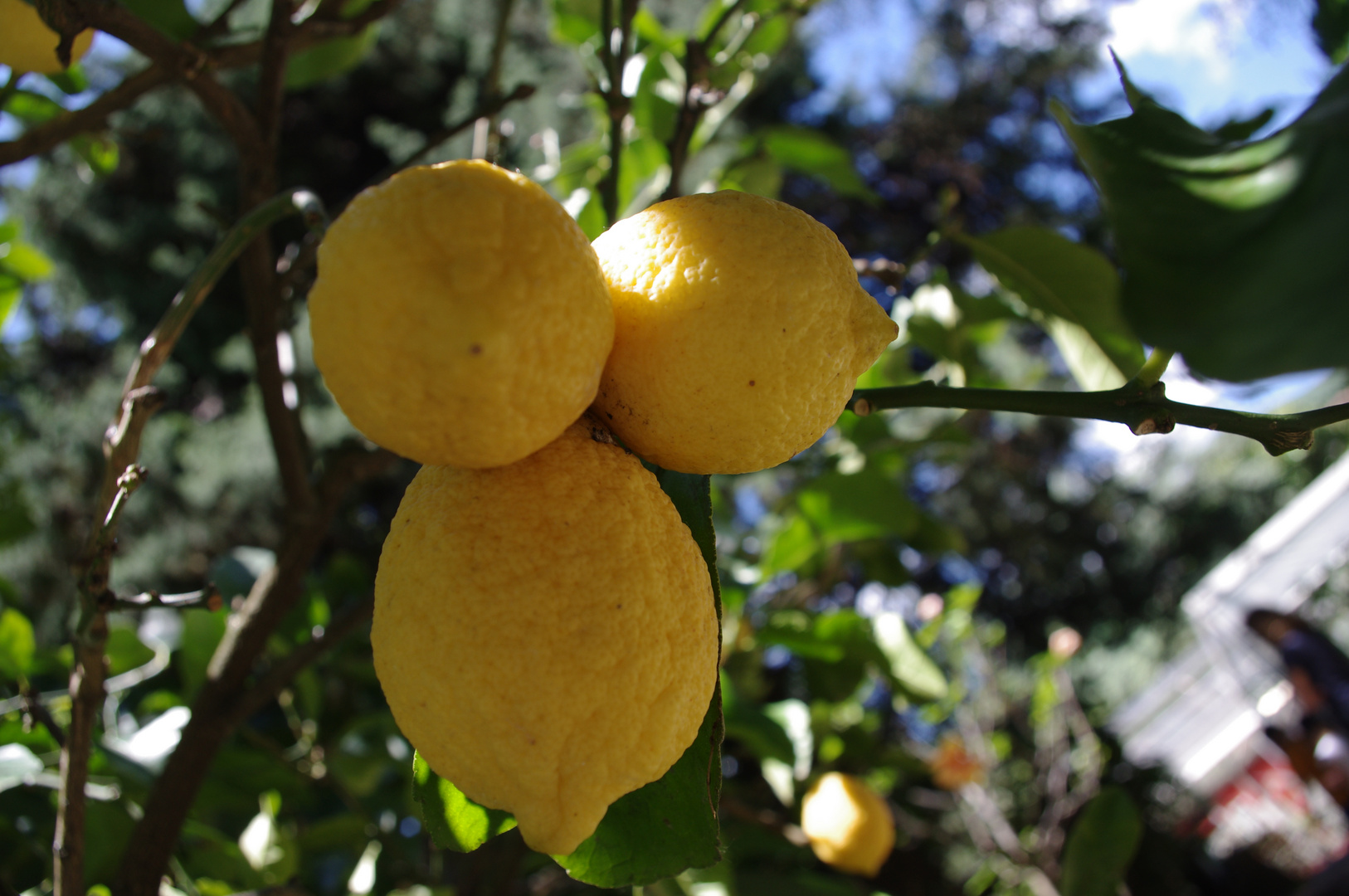 Lecker Vitamin C