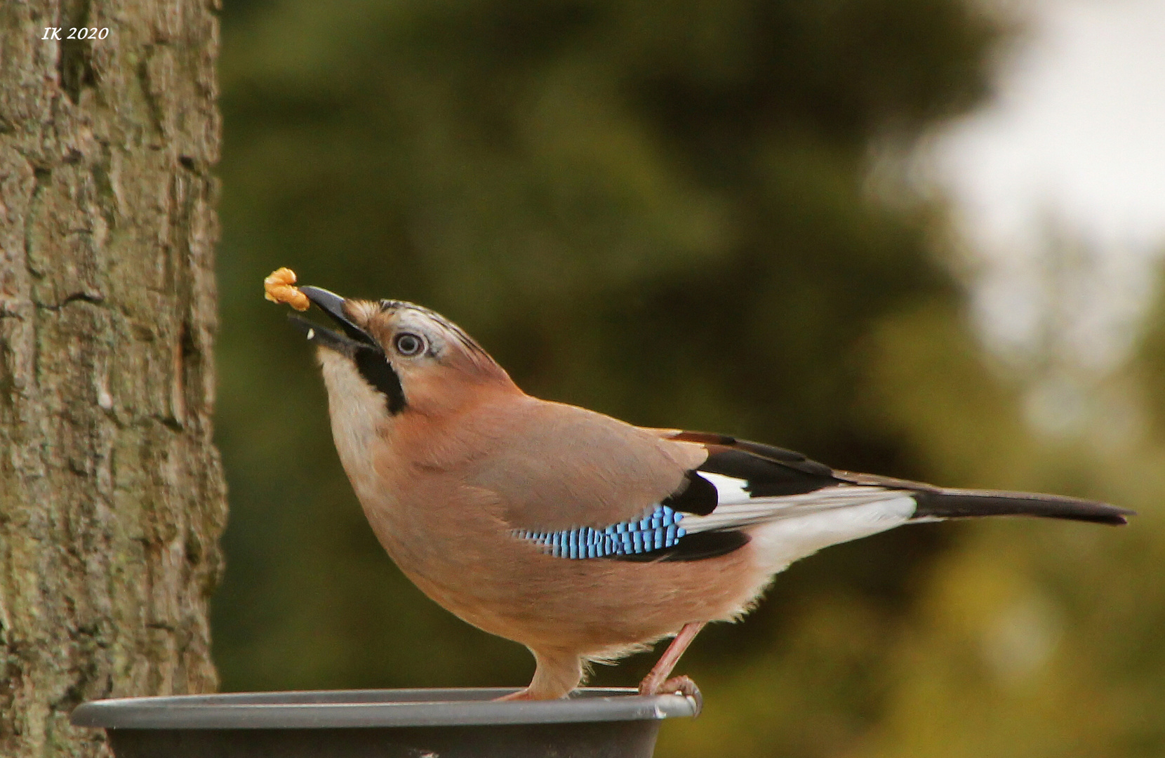 lecker Walnüsse