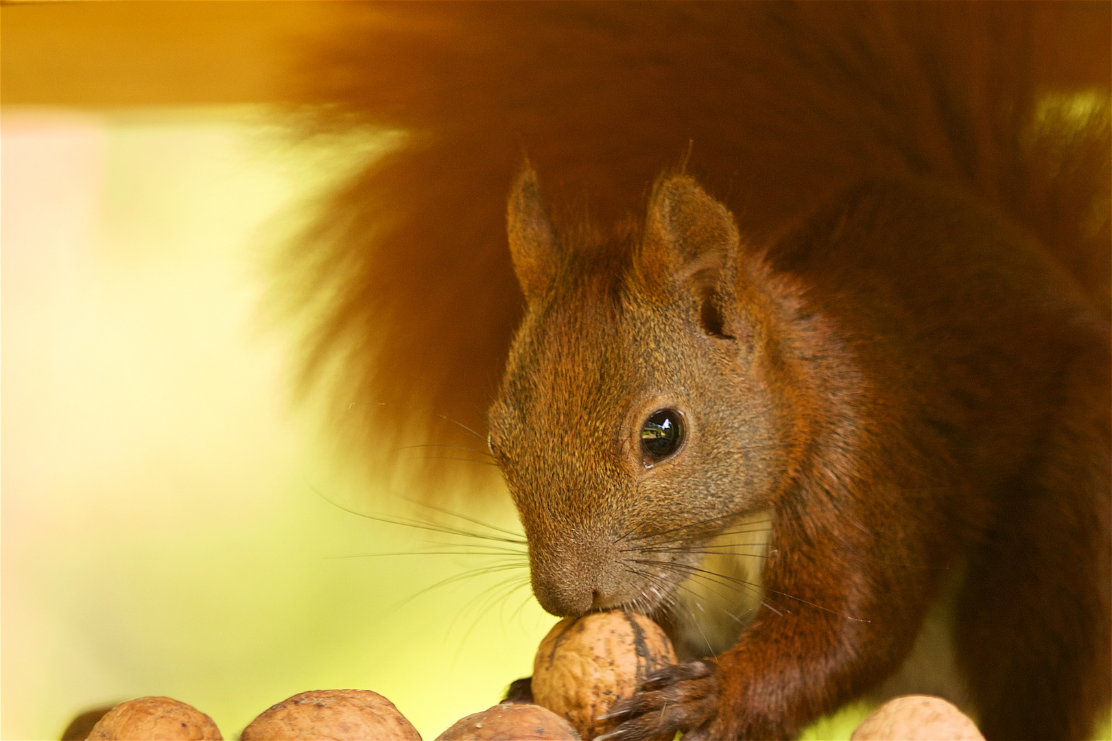 lecker Walnüsse im Vogelhaus