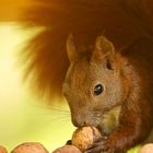 lecker Walnüsse im Vogelhaus