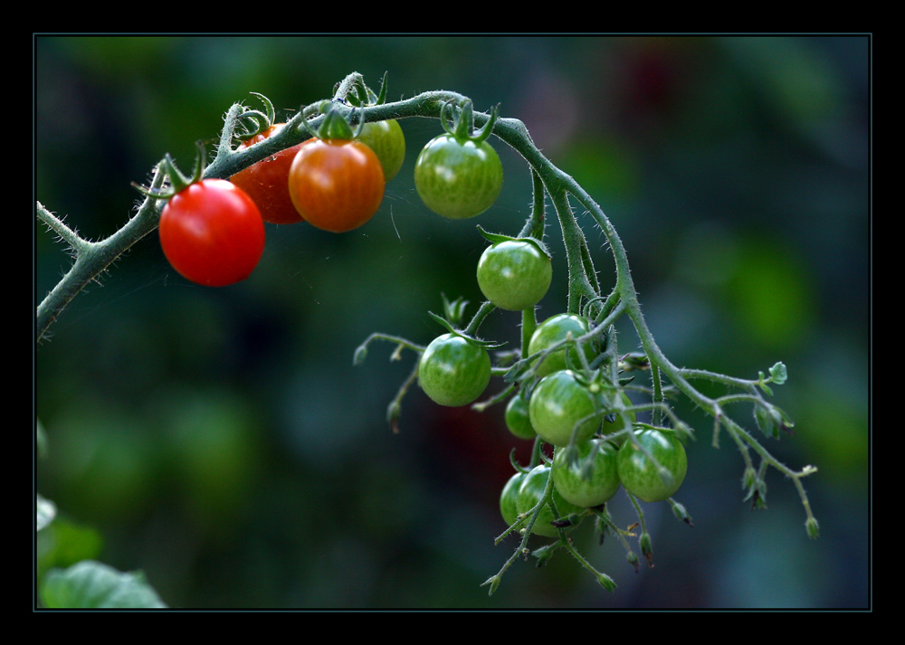 Lecker waren sie...