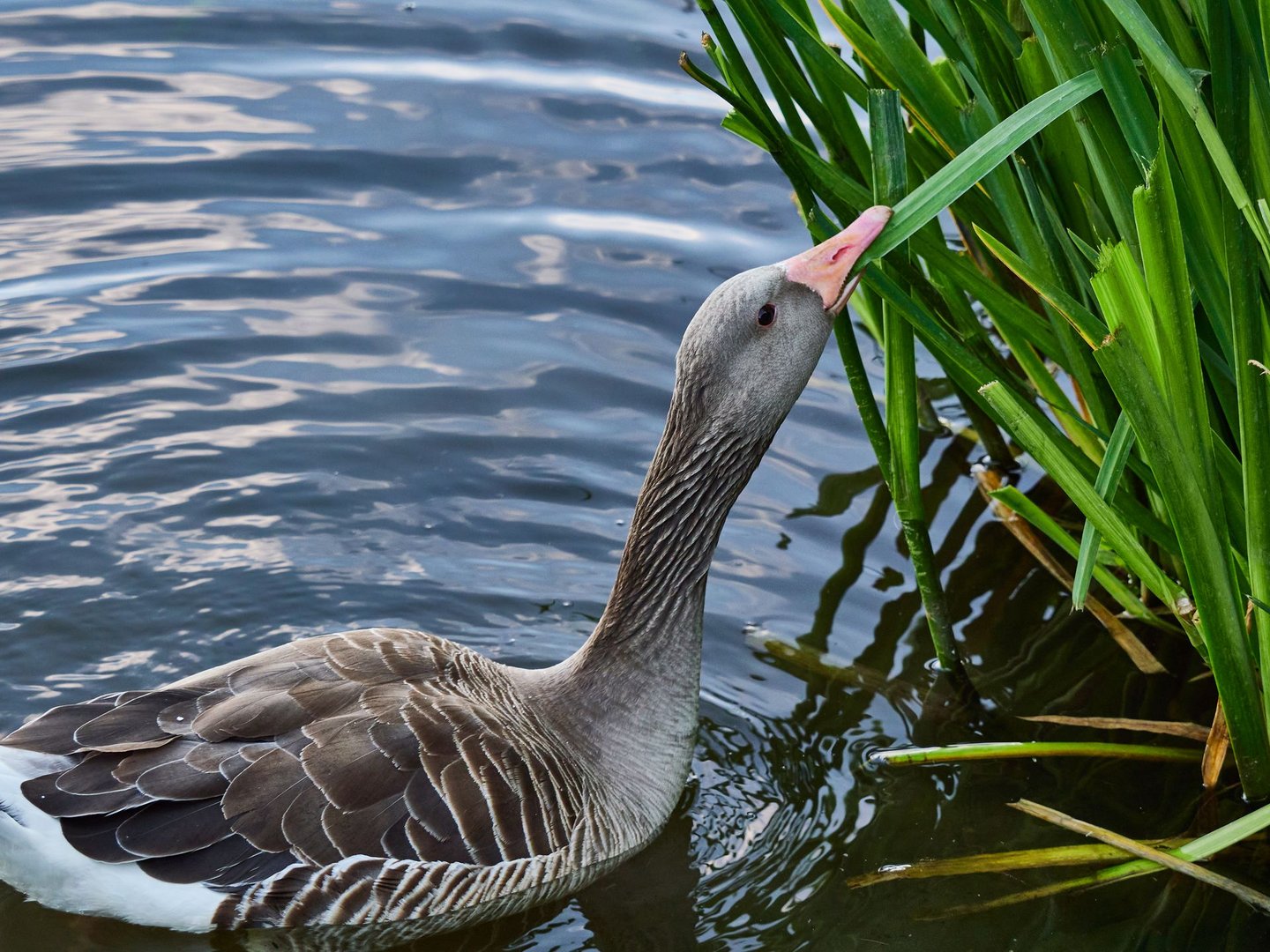 Lecker Wasserlilien