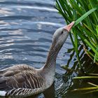 Lecker Wasserlilien