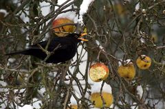 Lecker Weihnachtsapfel ...