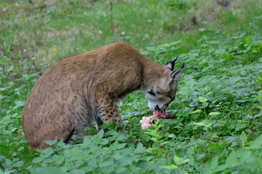 Lecker Ziege