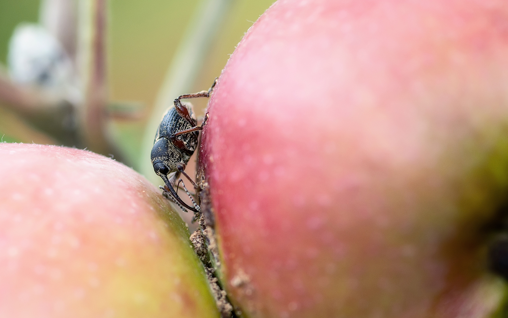 Lecker....Apfelsaft