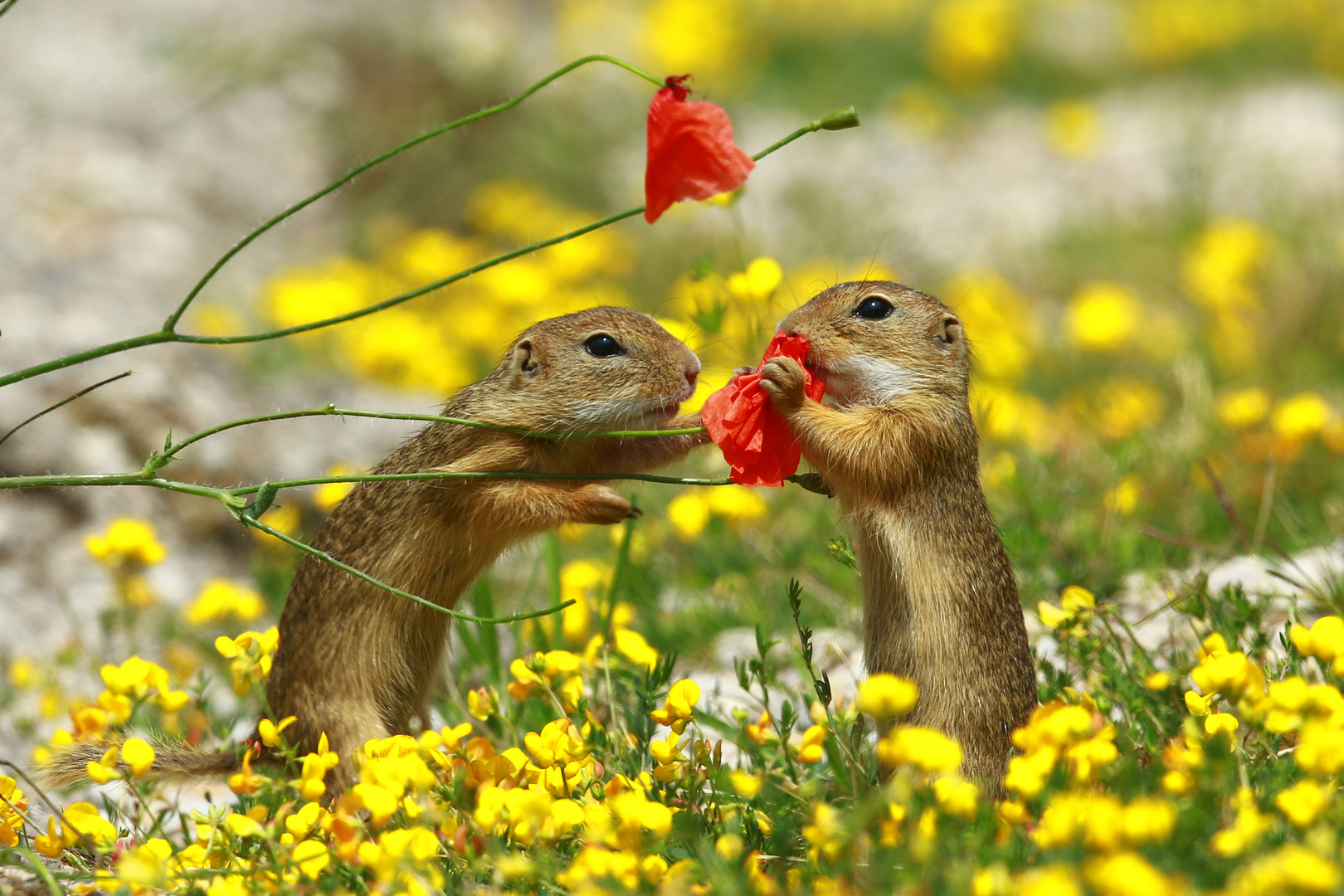 Leckerbissen Foto &amp; Bild | tiere, wildlife, säugetiere Bilder auf ...