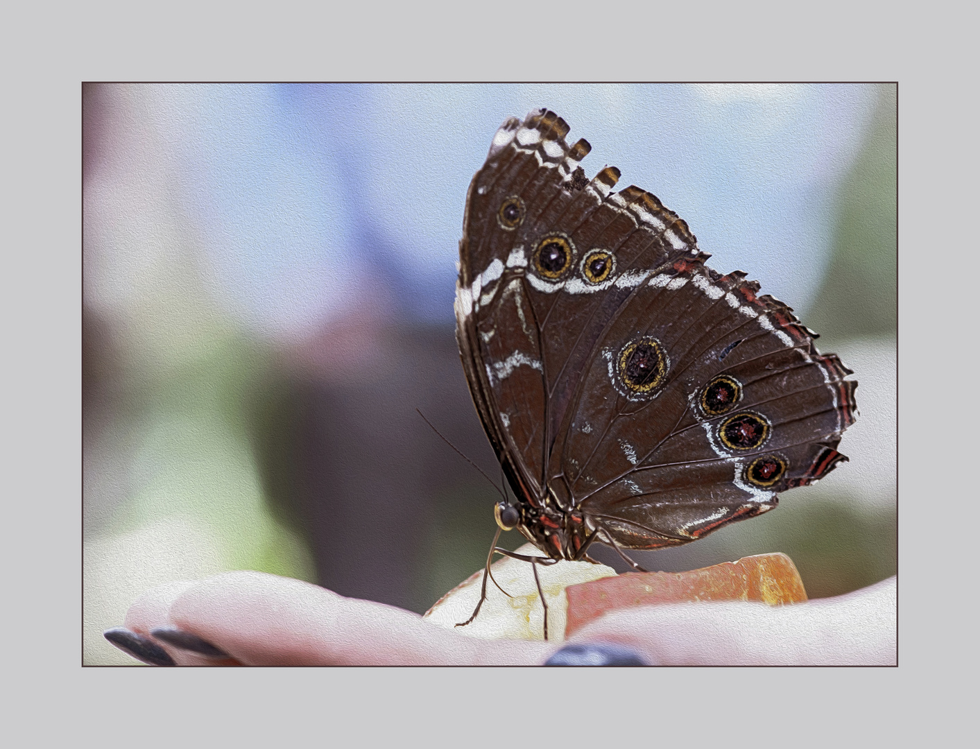 Leckerbissen für den Schmetterling (Himmelfalter/Morpho peleides)